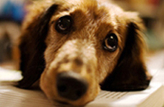 �y�b�g���k��